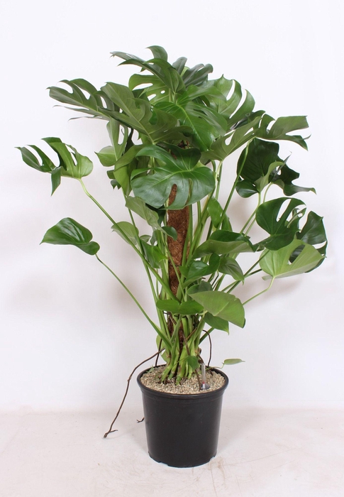 <h4>Monstera deliciosa</h4>