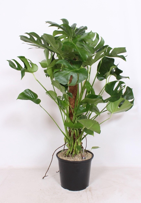 <h4>Monstera deliciosa</h4>