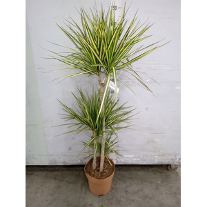 Dracaena marg. 'Sunray'