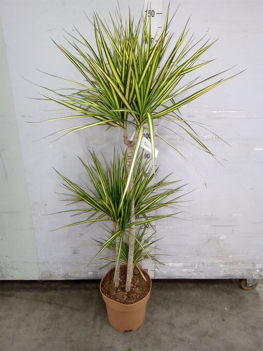 <h4>Dracaena marg. 'Sunray'</h4>