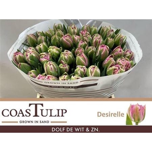 Tu [coas] Du Desirelle