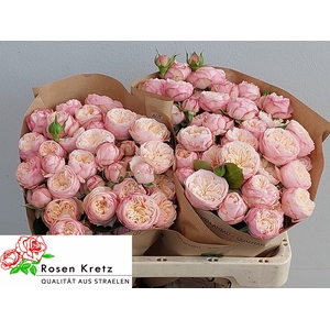 R TR ROYAL BLUSH