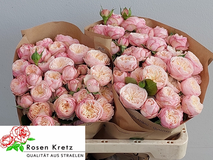 <h4>R TR ROYAL BLUSH</h4>
