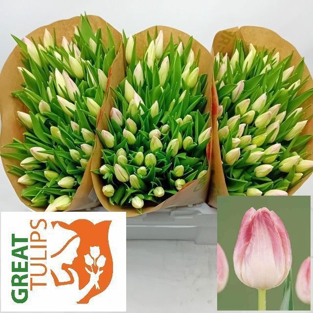 <h4>Tulipa si first class</h4>