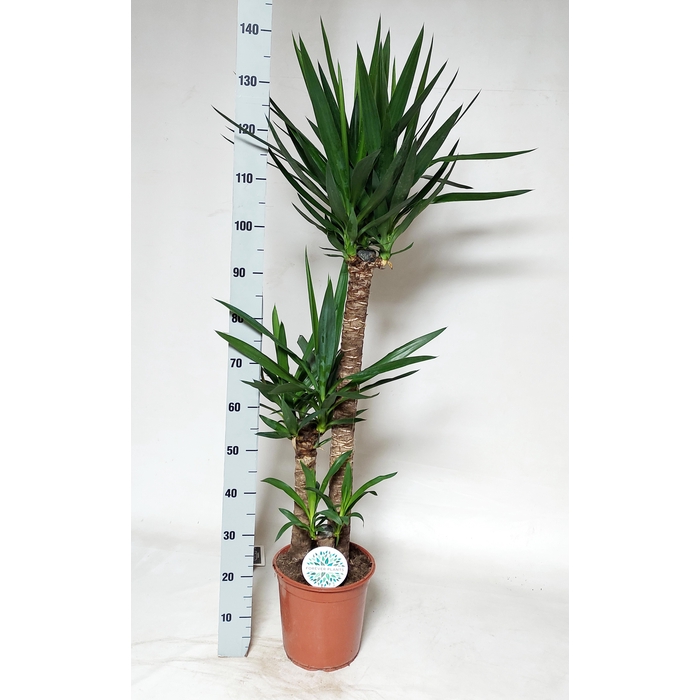 <h4>YUCCA</h4>