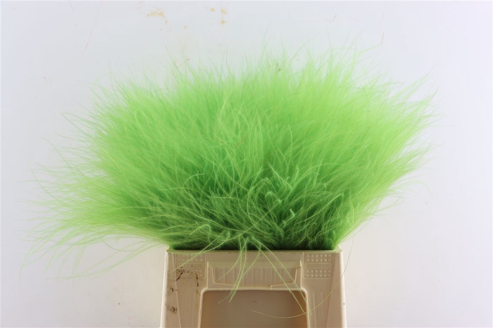 Dried Stypha Apple Green(10 Toef) Bunch