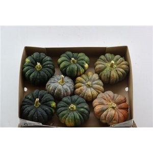 CUCURBITA PEPO