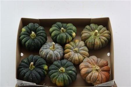 <h4>CUCURBITA PEPO</h4>