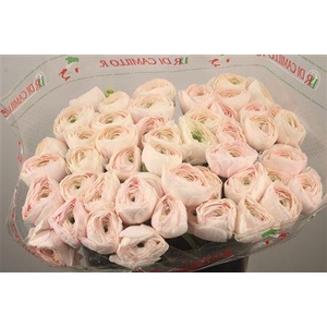 Ran... Su Hanoi Super X L