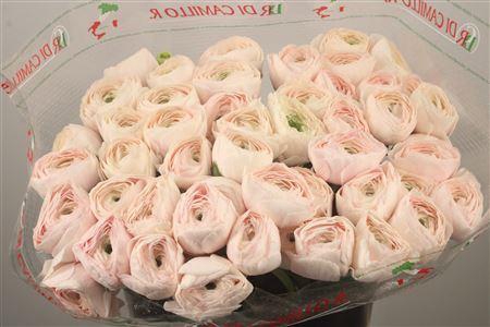 <h4>Ran... Su Hanoi Super X L</h4>