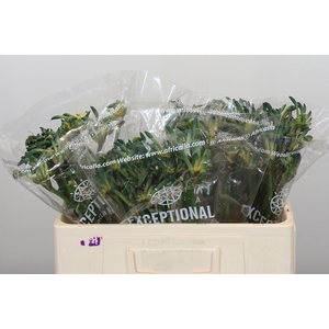 Anigozanthos Celebrations Firework