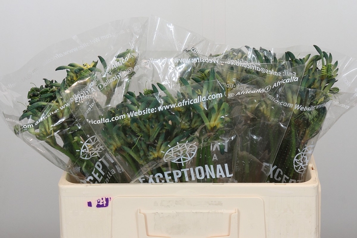 <h4>Anigozanthos Celebrations Firework</h4>