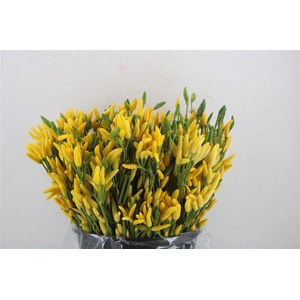 Pepers Paprika Yellow P Bunch