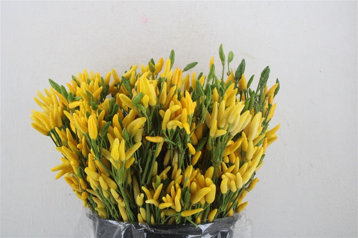 <h4>Pepers Paprika Yellow P Bunch</h4>
