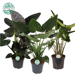 Alocasia Gemengd p35