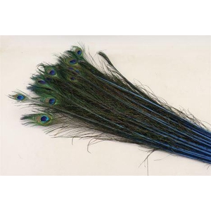 Feather Peacock L90/100 10pc/Bnd