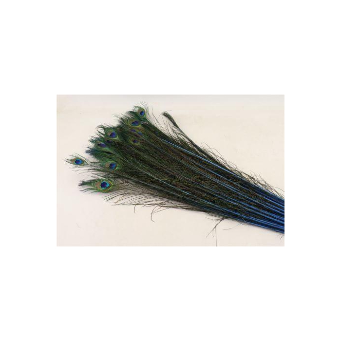 <h4>Feather Peacock L90/100 10pc/Bnd</h4>