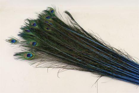 Feather Peacock L90/100 10pc/Bnd