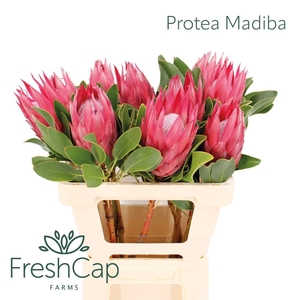 Protea Madiba