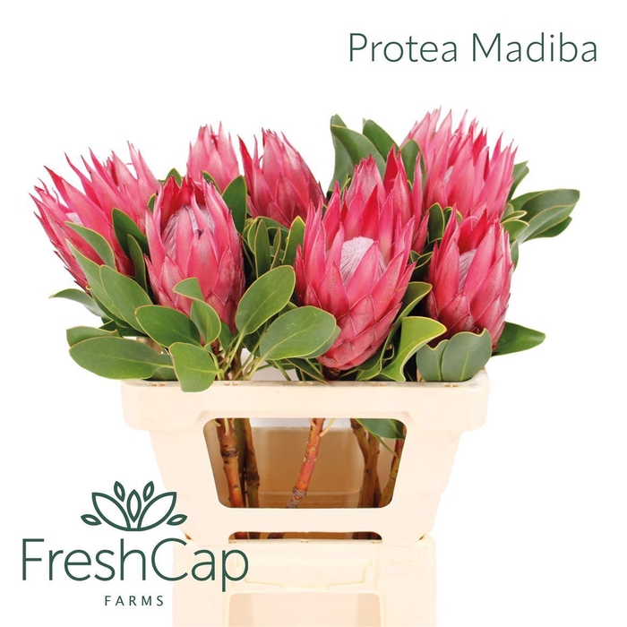 <h4>Protea Madiba</h4>