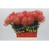 Nutans Ayoba Pink