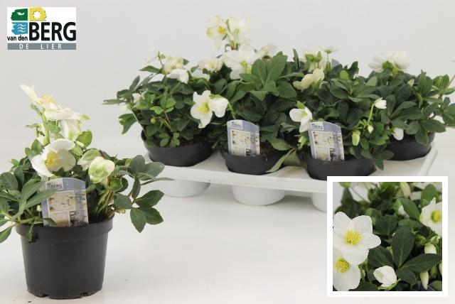 <h4>HELL NI ADVENT STAR</h4>