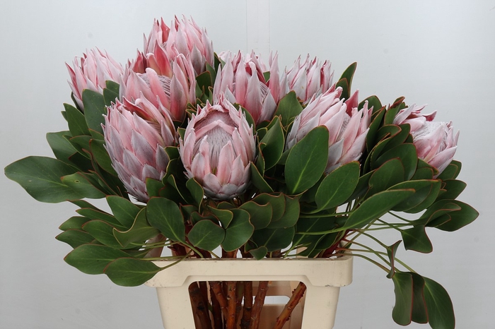 Protea Cynaroides