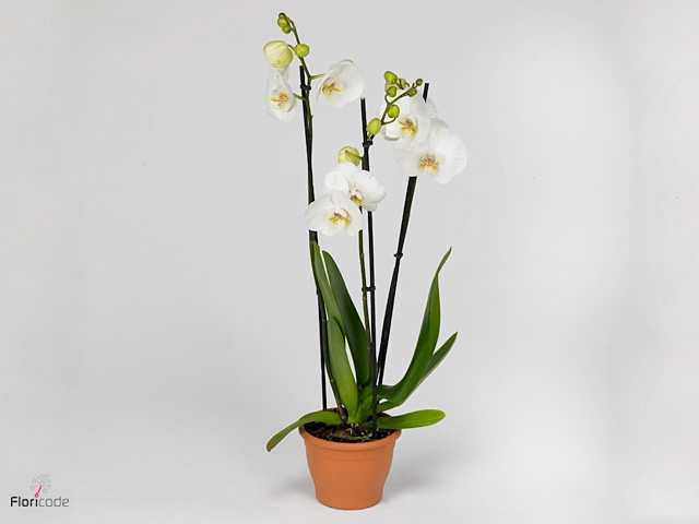 Phalaenopsis  'White World'