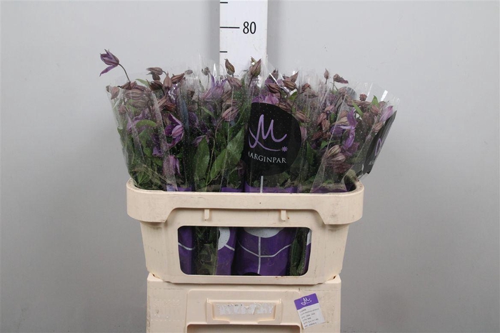 <h4>Clem Amazing Geneva</h4>