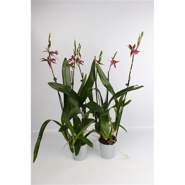 <h4>Miltassia 3 tak 12 cm</h4>