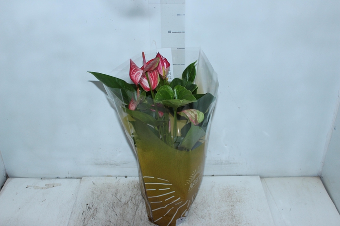 <h4>ANTHURIUM LIVIUM RED P17 BICOLOR</h4>
