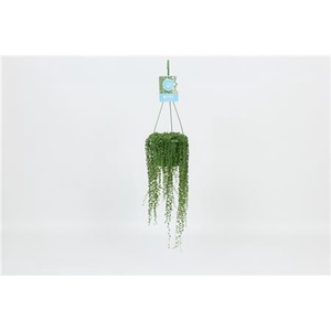 Senecio Rowleyanus Hang