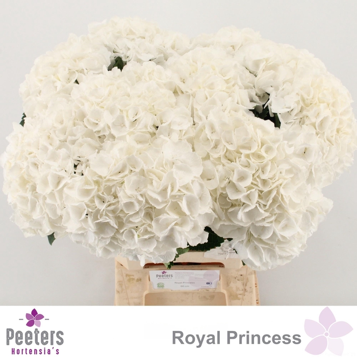 <h4>HYDR M ROYAL PRINCES</h4>