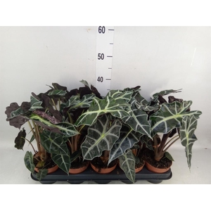 Alocasia amazonica 'Polly'