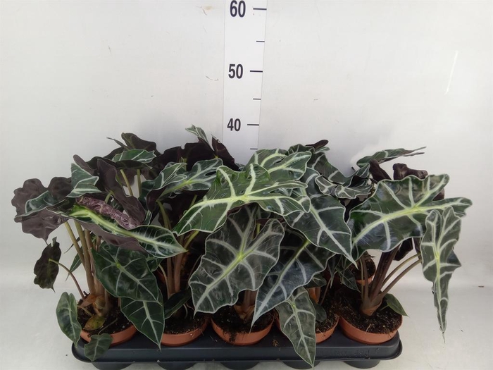 <h4>Alocasia amazonica 'Polly'</h4>