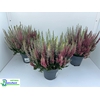 CALLU BL AMETIE GEM