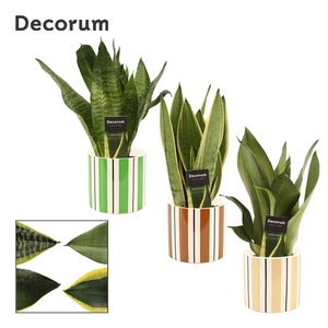 Sansevieria Super mix 12 cm in Beau (Natural bubble-collection)