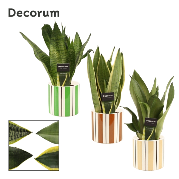 <h4>Sansevieria Super mix 12 cm in Beau (Natural bubble-collection)</h4>