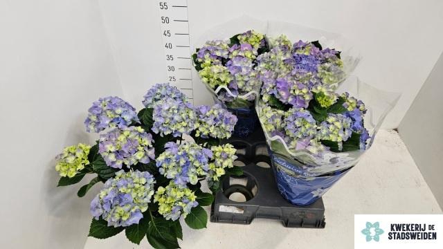 <h4>HYDR M EARLY BLUE</h4>