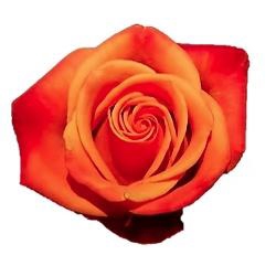 <h4>R GR CONFIDEN GOLD</h4>