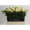Paeonia Moon over Barrington