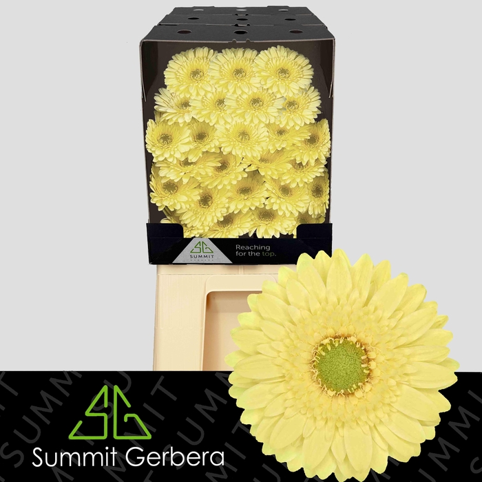 <h4>Germini Lemon Lime Diamond</h4>