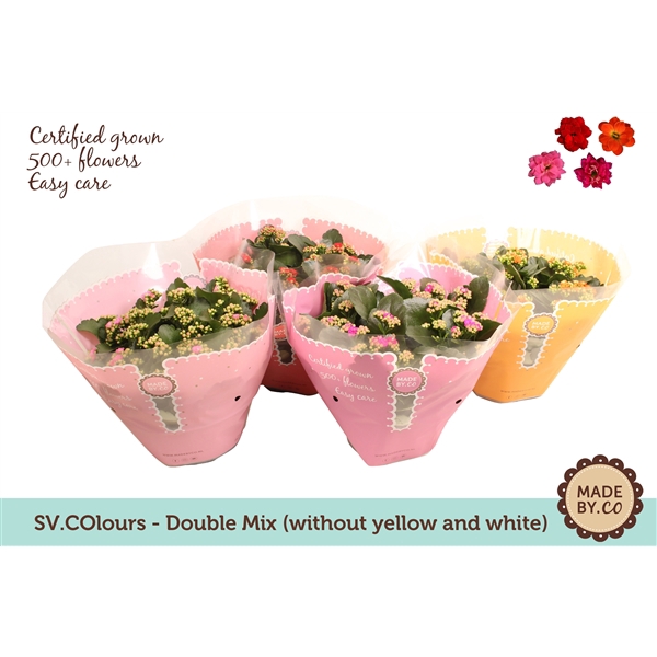 Kalanchoë Double Mix in SV.COloursleeve - without white & yellow