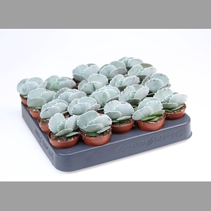 Cotyledon undulata