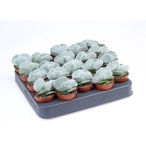 Cotyledon undulata