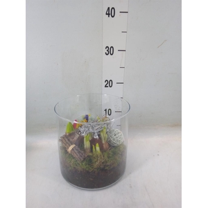 Arr.   Bol/Knolgewas L%