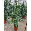 Ficus Trinova