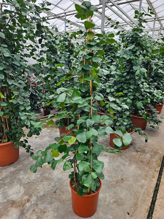 Ficus Trinova