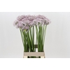 Allium Smokey Eyes