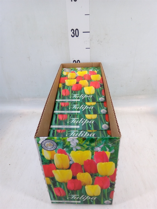 <h4>Tulipa   ...flowerbulbs</h4>